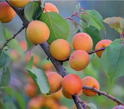  ?? PIXABAY ?? The best way to eat apricots is straight from the tree.