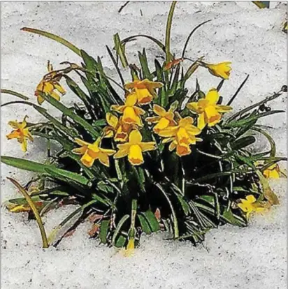  ?? DAVE SCHLOTT – DIGITAL FIRST MEDIA ?? These early-blooming daffodils were tested by our late winter snow. Spring arrives today.
