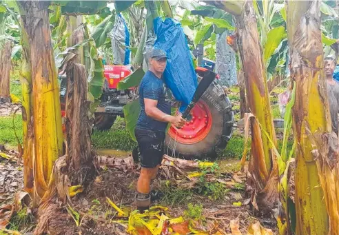  ?? ?? Sinna Joseph hard at work on the Di Carlo banana farm at Woopen Creek. Picture: Paulo Di Carlo