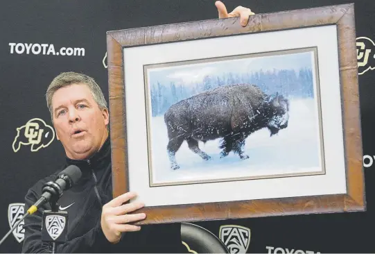  ?? Cliff Grassmick, Daily Camera ?? CU football coach Mike MacIntyre, at his news conference Tuesday, displays a pertinent picture from his office.