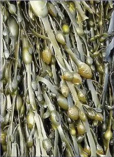  ??  ?? Egg Wrack, a common brown seaweed found on sheltered rocky seashores.