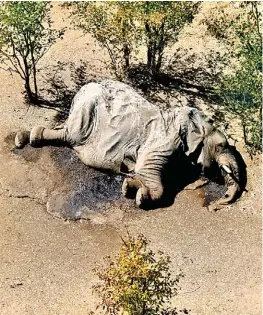  ?? AFP ?? Muchos de ellos murieron cerca de pozos de agua.