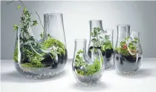  ?? FOTO: DPA ?? Auch offene Gefäße lassen sich auffällig bepflanzen. Dieses Planzenter­rarium von Tom Dixon Studio ist auch als Vase verwendbar.