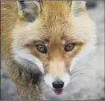  ??  ?? One in six younger parents thought female fox was a sow