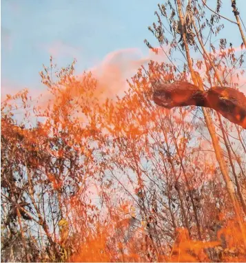  ??  ?? BATALLA. Un bombero lucha contra el fuego en la ciudad de Porto Velho, en el Amazonas brasileño.