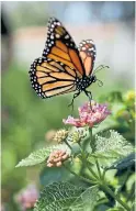  ??  ?? North America’s severely depleted population of monarch butterflie­s depends on milkweed.