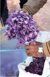  ??  ?? An Iranian man puts saffron flowers into a bag at a field in Khorasan province of northeaste­rn Iran.