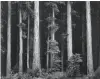  ??  ?? Ansel Adams (1902-1984), Redwoods, Bull Creek Flat, Northern California, ca. 1960. Gelatin-silver print, ca. 1980. Gift of Dr. and Mrs. T. Lane Stokes, 83.633.7