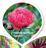  ??  ?? Paeonia lactiflora ‘Kansas’