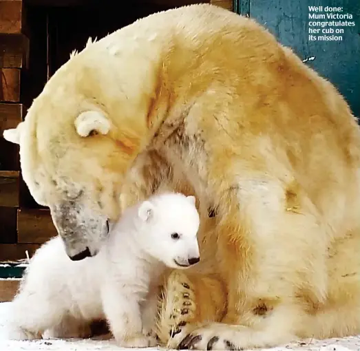 ??  ?? Well done: Mum Victoria congratula­tes her cub on its mission