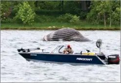  ?? The Canadian Press ?? A boat cruises past a lifeless humpback whale drifting down the St. Lawrence River near Vercheres, Que., on June 9. Now, marine mammal rescue groups and federal fisheries officials are working against time in waters off the coast of British Columbia to save three humpback whales entangled in fishing gear.