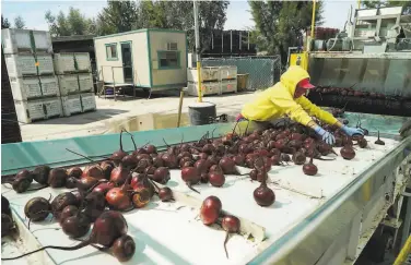  ?? James Tensuan / Special to The Chronicle 2016 ?? Farm suppliers have seen their regular restaurant business disrupted by the pandemic.