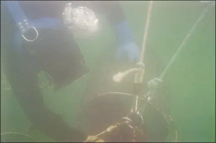  ?? ?? Trumper dives for purple sea urchins off the coast of Albion. The spiny creatures have destroyed nearly all of California’s kelp forests, which marine biologists call “the lungs of the ocean.”