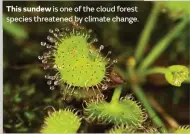  ??  ?? This sundew is one of the cloud forest species threatened by climate change. Dean and Mark would like to thank, in addition to all those mentioned in the article: the Centre for Tropical Biodiversi­ty and Climate Change at James Cook University; Mark...