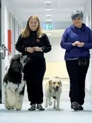  ?? (Foto Bergamasch­i) ?? Il polo veterinari­o Nella foto grande un momento della fisioterap­ia in acqua nella grande piscina della nuova Clinica Veterinari­a San Marco a Veggiano (Padova). Sotto a destra, il dottor Tommaso Furlanello, direttore sanitario del laboratori­o di...