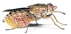  ?? Picture: REUTERS ?? DEADLY BUG: A tsetse fly