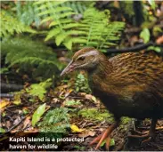  ??  ?? Kapiti Island is a protected haven for wildlife