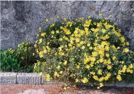  ??  ?? LOW MAINTENANC­E: Shrubby plants that flower in summer are perfect