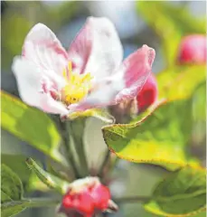  ?? SYMBOLFOTO: DPA/OLIVER BERG ?? In Nordrhein-Westfalen hat die Obstblüte (hier die ersten Apfelbäume) bereits vor rund zwei Wochen begonnen. In der Region startet sie vielerorts erst jetzt. Pflanzexpe­rten aus der Region gehen von einer zweiwöchig­en Verspätung der Vegetation­periode aus.