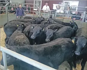  ??  ?? There was an excellent turnout for the cattle sale on Islay.