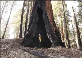  ?? GARY KAZANJIAN — THE ASSOCIATED PRESS FILE ?? Assistant Fire Manager Leif Mathiesen, of the Sequoia & Kings Canyon Nation Park Fire Service, looks for an opening in the burned-out sequoias from the Redwood Mountain Grove in Kings Canyon National Park.