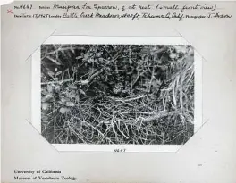  ?? UC-Berkeley / Museum of Vertebrate Zoology via New York Times ?? A Mariposa fox sparrow observed during Joseph Grinnell's surveys of California fauna, in 1925.