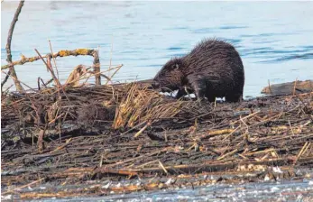  ?? FOTO: NABU ?? So nah bekommt man einen Biber selten zu Gesicht wie derzeit am Federsee.