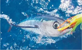  ?? Photo / Geoff Thomas ?? Albacore tuna are also caught off the east coast in mid-winter.