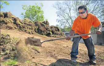  ?? MINDY SCHAUER
THE ORANGE COUNTY REGISTER ?? JW Landscape’s Rogalio Chavez helps remove grass to make way for drought-tolerant plants in Brea, Calif. Cities must cut water use by 25 percent.