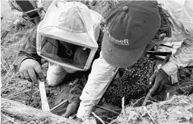  ?? REUTERS ?? The beekeeper Angeles Leon Diaz and volunteer farmers Floriberto Ambrosio Matias and Bernardino Blas work to relocate and save wild bee hives, protecting them from the lack of flowering caused by drought and attacks by people who consider them aggressive, in Santa Ana Zegache, Mexico April 30.