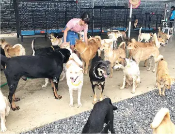  ??  ?? Currently, there are about 300 dogs and over 50 cats at the ZSM temporary shelter in Kuala Baram.