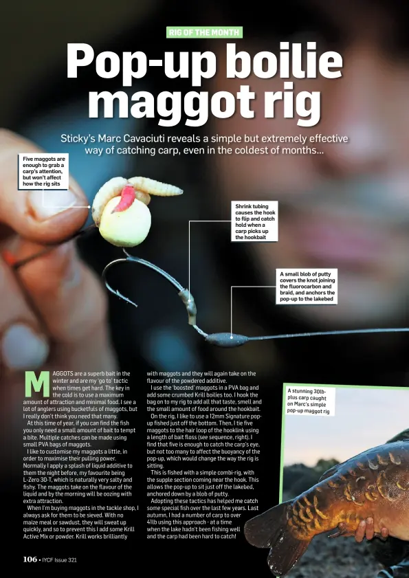  ??  ?? A stunning 30lbplus carp caught on Marc’s simple pop-up maggot rig Five maggots are enough to grab a carp’s attention, but won’t affect how the rig sits Shrink tubing causes the hook to flip and catch hold when a carp picks up the hookbait A small blob...