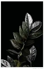  ?? GETTY IMAGES ?? Forget about colorful, happy, cheery flowers this time of year — so ordinary! — and revel in the darkness of houseplant Zamioculca­s Zamiifolia Raven and its black leaves.