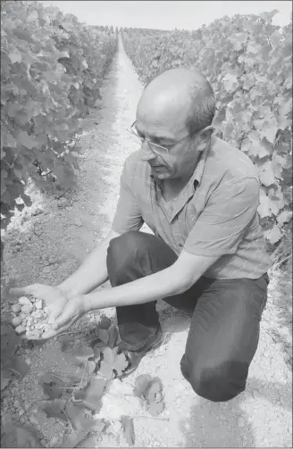  ?? BILL ZACHARKIW ?? Sauvignon blanc loves this soil: the famous “caillottes” of the Centre-Loire at Pascal Jolivet Winery. The soils cover much of the western part of the appellatio­ns, including Menetou-Salon, Quincy and Reuilly.