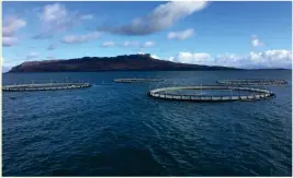  ??  ?? „ Mowi invested in a fish farm on the Island of Muck – population 42 – in 2014