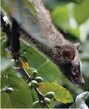  ??  ?? PHILIPPINE palm civet