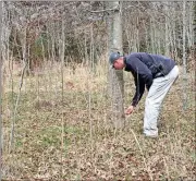  ?? Doug Walker / RN-T ?? Tad Bielstein checks the circumfere­nce of an October Glory red maple tree at the Nature’s Inc. tree farm.