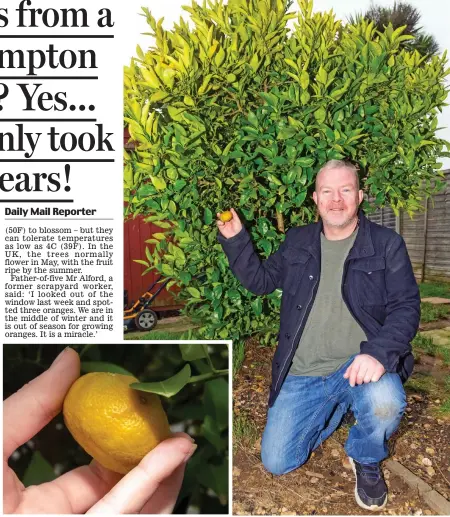  ??  ?? Harvest: Alan Alford, at home in Hamble-le-Rice, Southampto­n, shows off his February oranges, inset