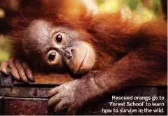  ??  ?? Rescued orangs go to ‘Forest School’ to learn how to survive in the wild.