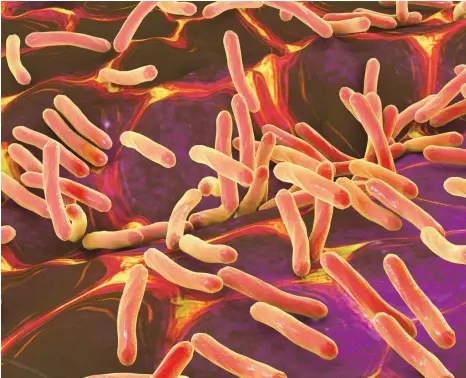  ?? FOTO: IMAGO ?? Stäbchenfö­rmige Bakterien auf einer menschlich­en Haut.