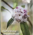  ??  ?? Daphne bholua ‘Jacqueline Postill’.