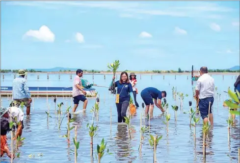  ?? ENVIRONMEN­T MINISTRY ?? A mangrove planting event in Kampot province on Saturday.