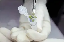  ?? TYLER JONES THE ASSOCIATED PRESS FILE PHOTO ?? A researcher places a thale cress plant grown during a lunar soil experiment in a vial for genetic analysis, at a laboratory in Gainesvill­e, Fla.