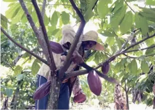  ??  ?? Plantación de cacao. Se pretende sembrar aproximada­mente seisciento­s mil plantas de este fruto.