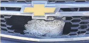  ?? PHOTOS: SALTHAVEN WILDLIFE REHABILITA­TION & EDUCATION CENTRE/THE CANADIAN PRESS/ ?? A snowy owl suffered a concussion and a fractured wing after being hit by an SUV and then getting stuck in the grille.