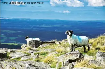  ??  ?? Hardy upland sheep on the open moors