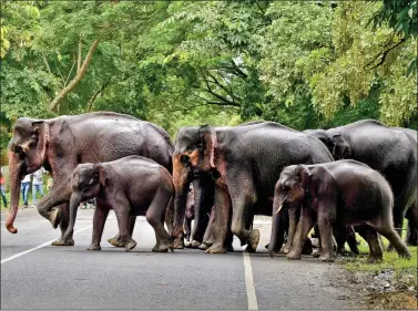  ?? REUTERS ?? A herd of elephants crosses a road passing through the flooded Kaziranga National Park in Assam on Wednesday.