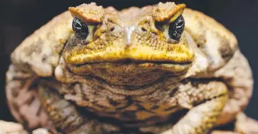  ??  ?? GRAVE MISTAKE: The importatio­n of cane toads has been likened to climate change denial.