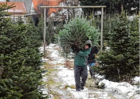  ?? Symbolfoto: Marcus Merk ?? Die Waldprinze­ssin Maria Sinning aus Hettlingen brachte den Wertinger Stadträten die Bedeutung des Rohstoffes Holz nahe. Zentrale Aufgabe der Räte sei dabei, die Wald bestände der Heimat gegen den Flächenver­brauch zu schützen. Beim Christbaum­kauf sollte dagegen auf heimische Ware geachtet werden.