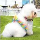  ?? ?? Bodhi the bichon frise´ was one of the dogs enjoying the fun on Sunday.